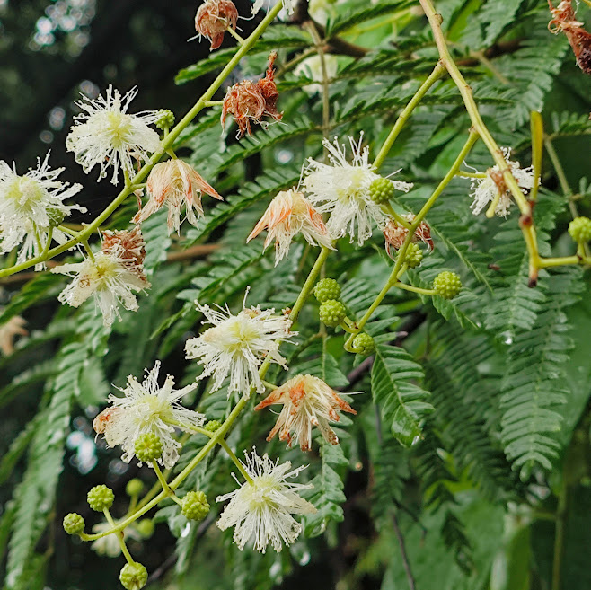 Flores do monjoleiro.