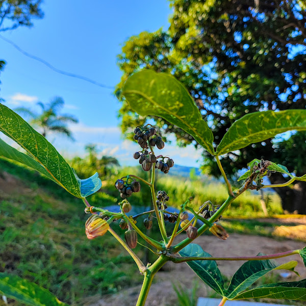 Inflorescência da mandioca.