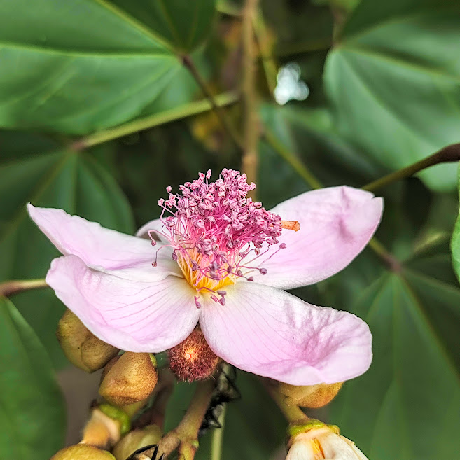 Flor do urucum.