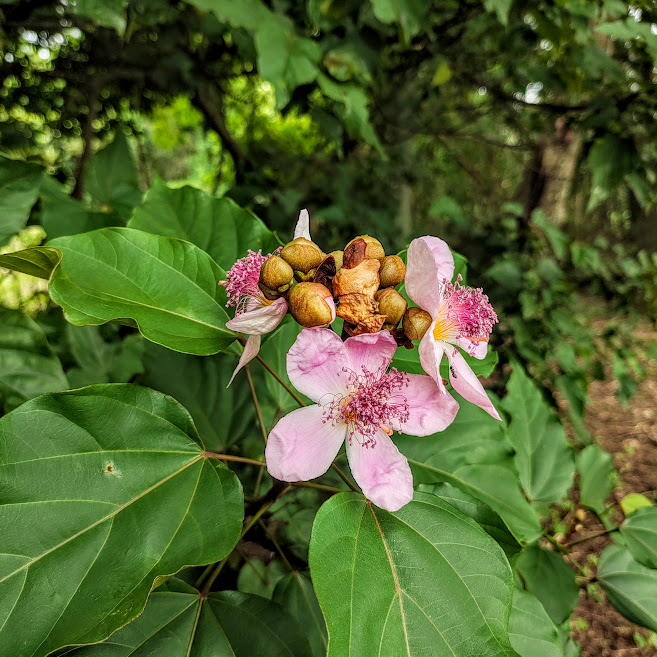 Folhas e flores do urucum.