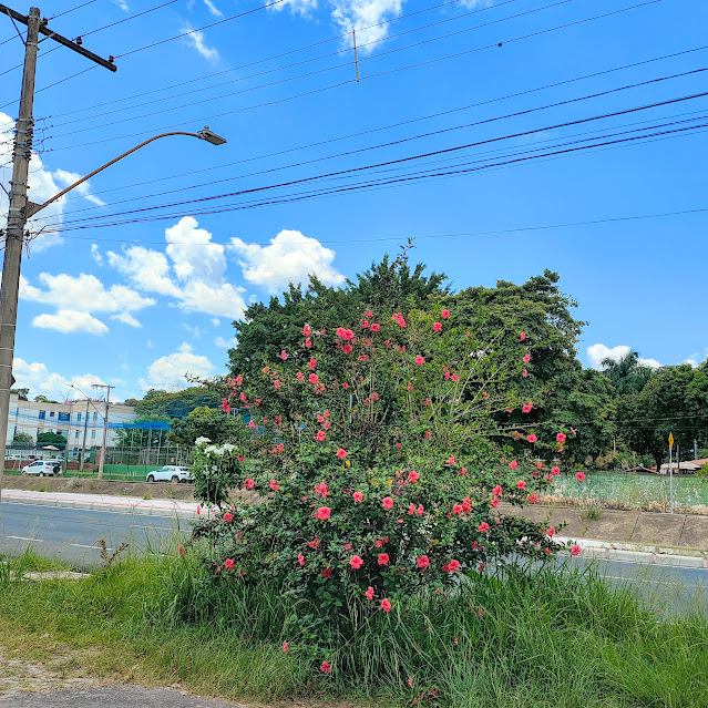 Hibisco florido.