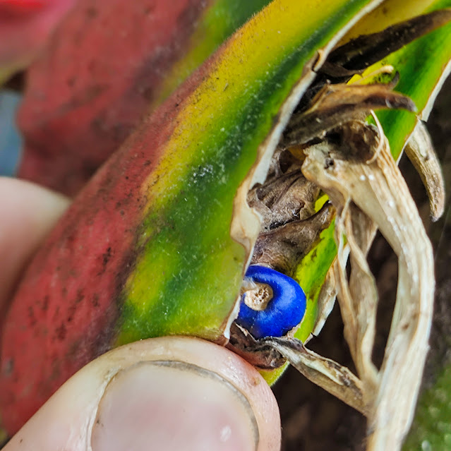 Bananeira do brejo (Heliconia rostrata) Semente da bananeira-do-brejo.