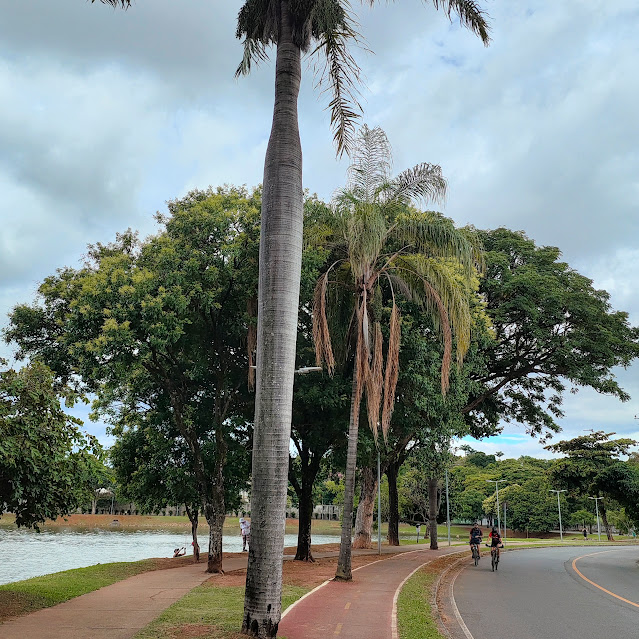 Saboneteira florida.