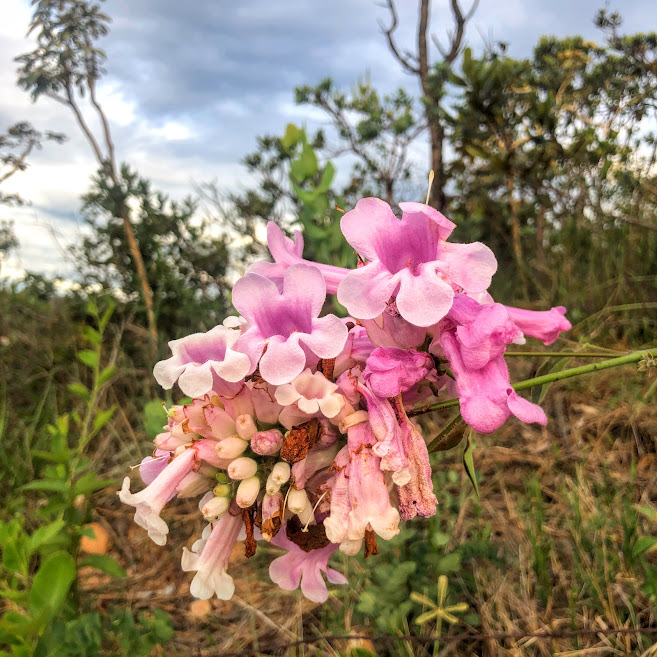 Inflorescência do cipó-rosa.