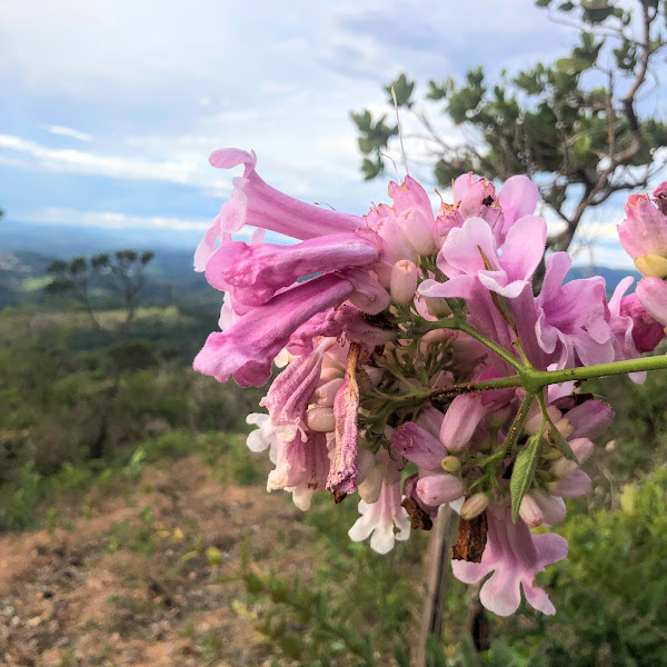 Inflorescência do cipó-rosa.