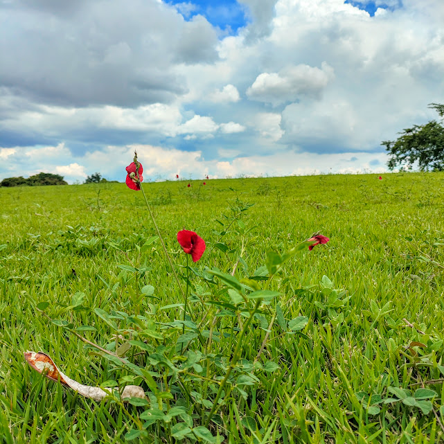 Tulipas-do-cerrado em área gramada aberta.