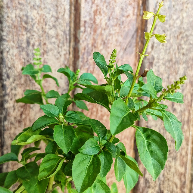 Folhas e flores do elixir-paregórico.