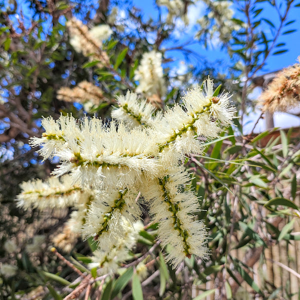 Flores da escova-de-garrafa-branca.