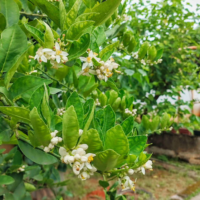 Flores e folhas do limão-galego.