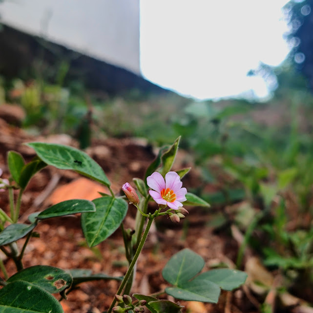 Flores da azedinha-arbustiva.