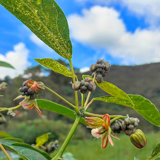 Flores da mandioca.