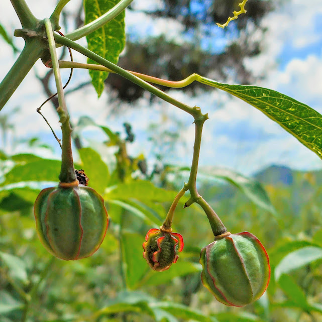 Frutos da mandioca.