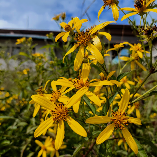 Flores do picão-amarelo.