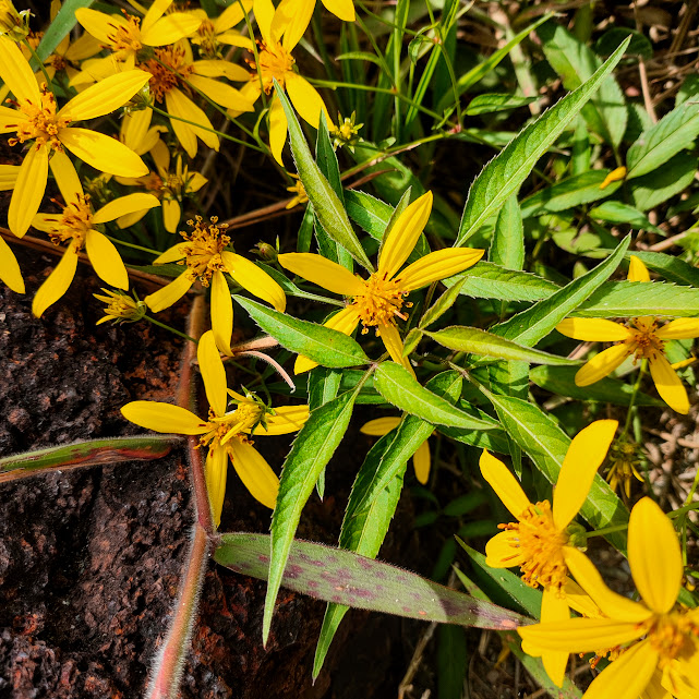 Folhas e flores do picão-amarelo.