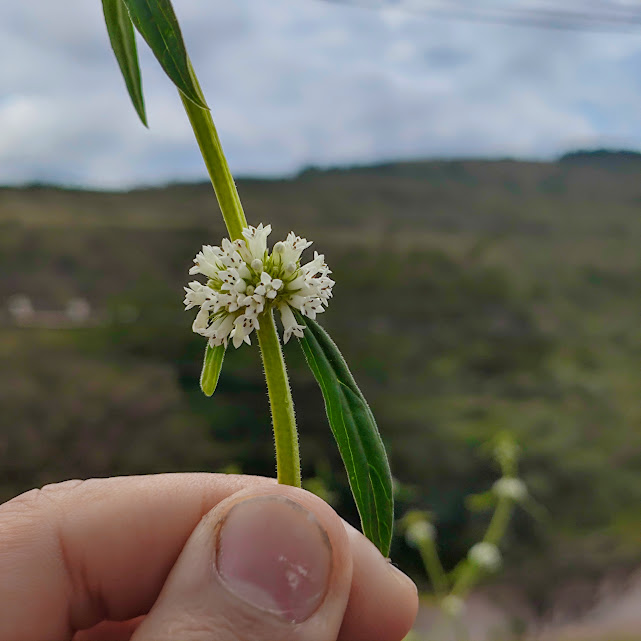 Flores da Borreria verticillata.