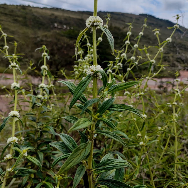 Ramos, flores e folhas da Borreria verticillata.