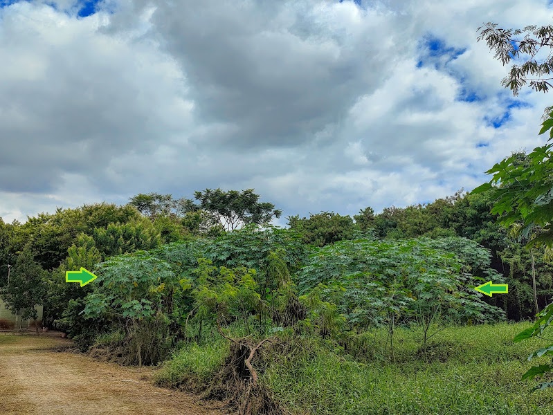 Maciço de mamonas ruderais no Parque Ecológico da Pampulha - BH. No ano de 2024, parte do parque está sendo revitalizado e reflorestado, de forma que essa vegetação deve, felizmente, deixar de existir na área. 13/04/2024