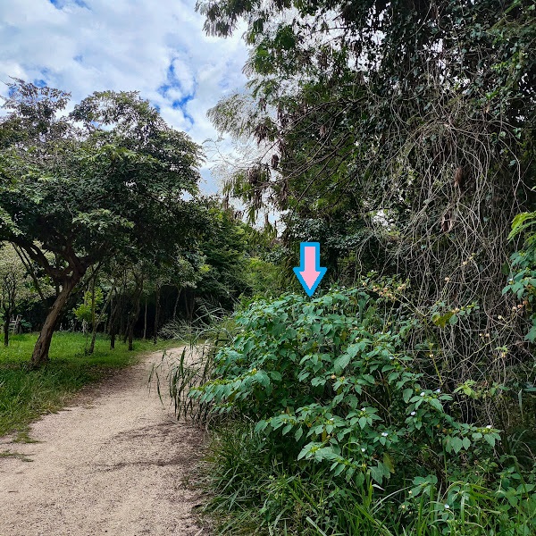 Joá-de-capote em fragmento florestal.