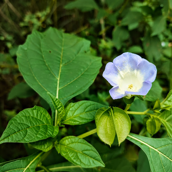 Folhas, flor e fruto do joá-de-capote.