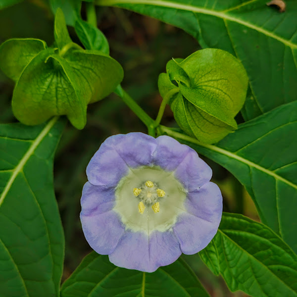 Flor e fruto do joá-de-capote.