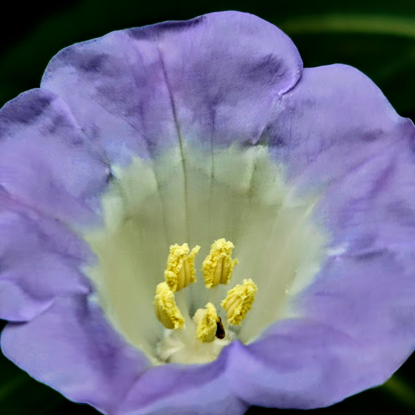 Flor do joá-de-capote.