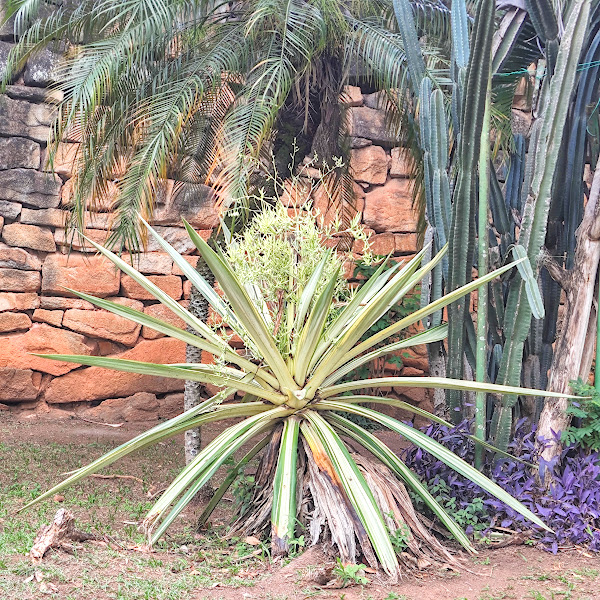 Piteira em processo de floração.