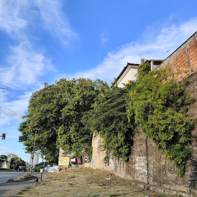 Ipezinho-de-jardim ruderal.