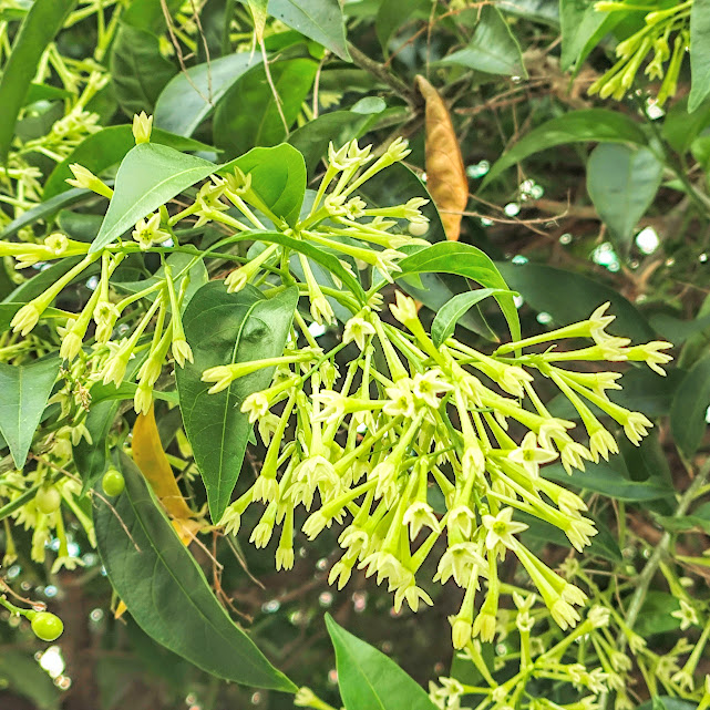 Flores da dama-da-noite.