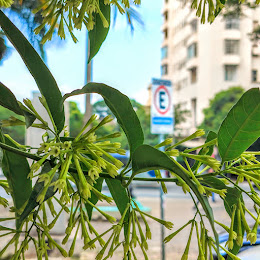 Folhas e flores da dama-da-noite.