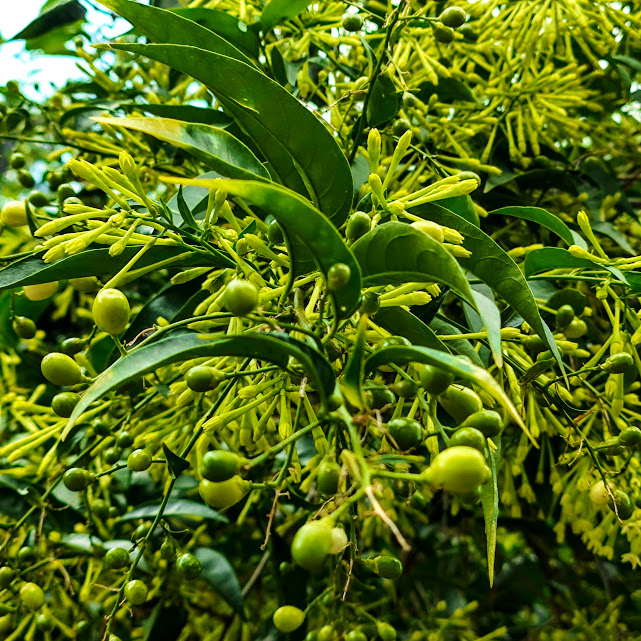 Folhas, flores e frutos da dama-da-noite.