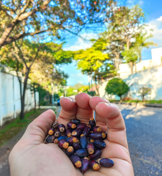 Frutos da tamareira-de-jardim.