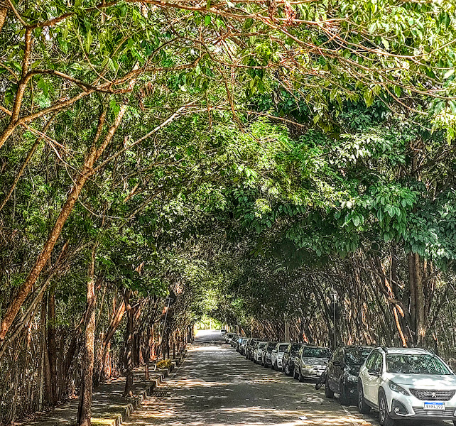 Fartíssima arborização.