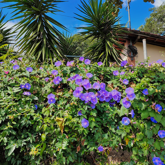 Floração da corriola-anil.