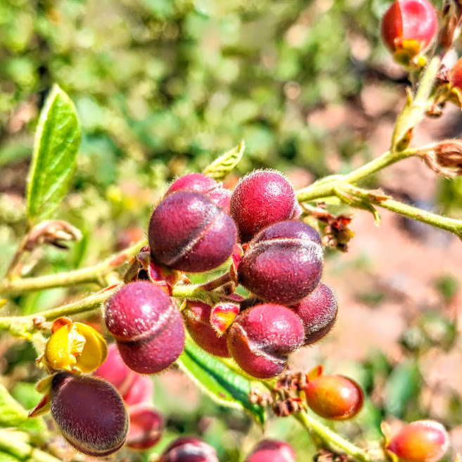 Frutos (folículos) da lixeirinha.