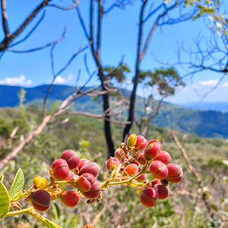 Frutos (folículos) da lixeirinha.