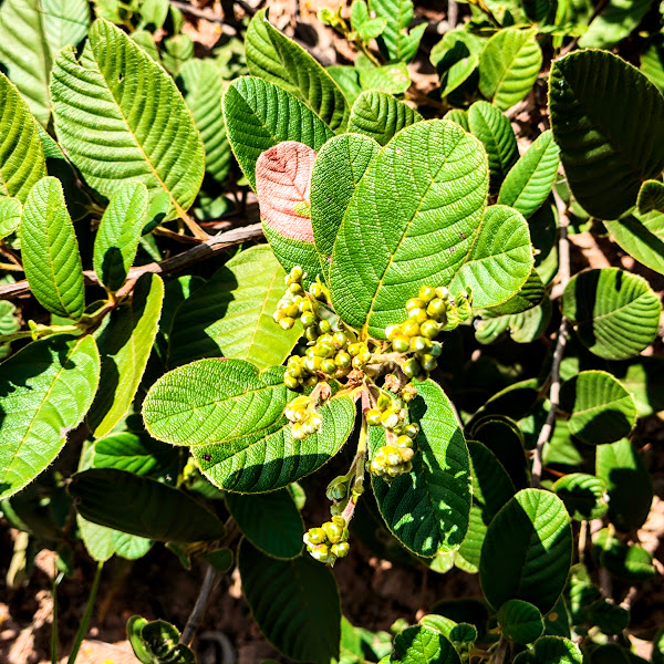 Folhas e botões florais da lixeirinha.