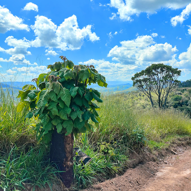 Ipê-tabaco rebrotado .