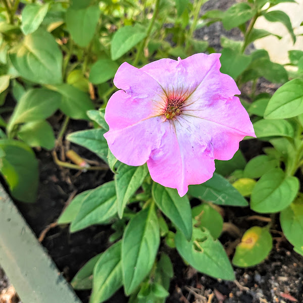 Flor da petúnia.