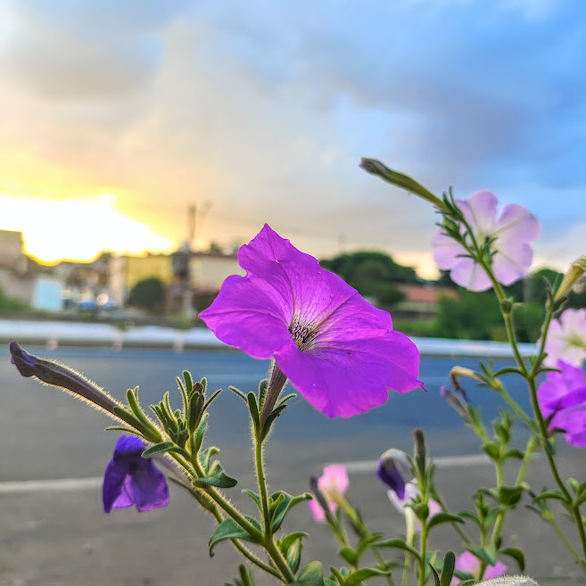 Flor da petúnia.