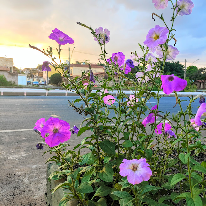 Ramos e flores da petúnia.