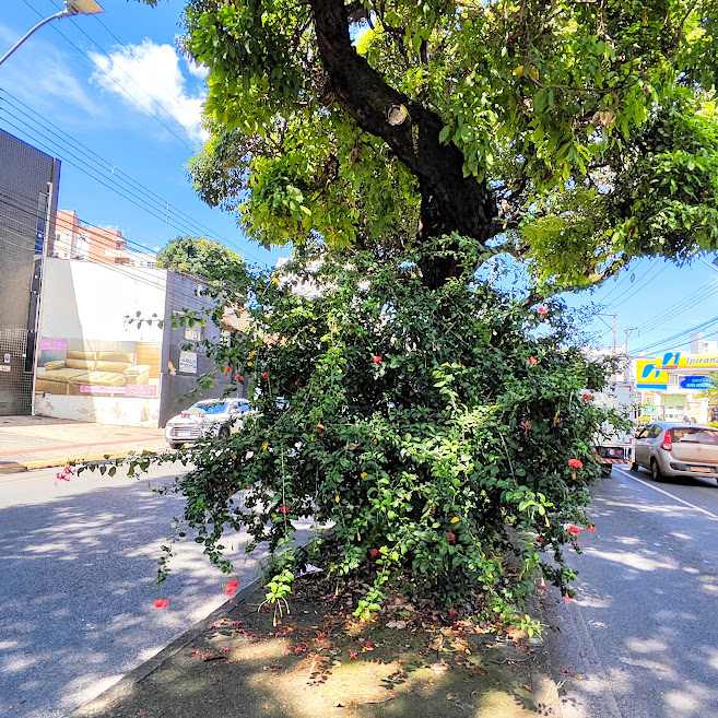 Arbusto de hibisco-crespo.