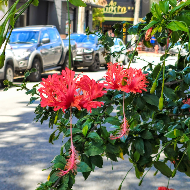 Flor do hibisco-crespo.