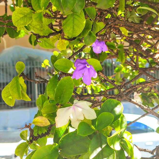 Folhas e flores do manacá-de-jardim.