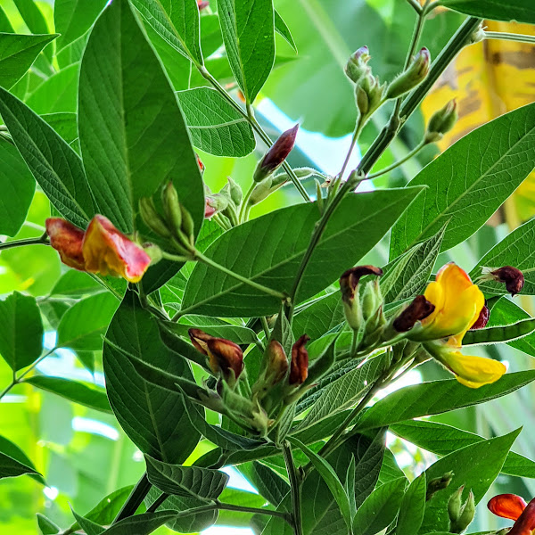 Folhas e flores do feijão-guandu.