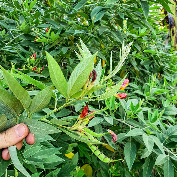 Folhas, flores e frutos do feijão-guandú.