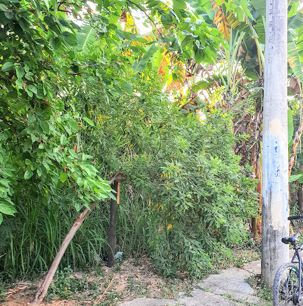 Feijão-guandu associado à área urbana.