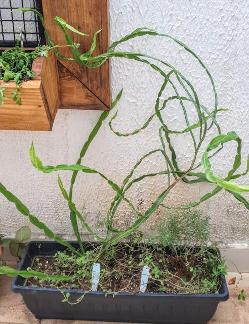 Carqueja plantada em vaso.