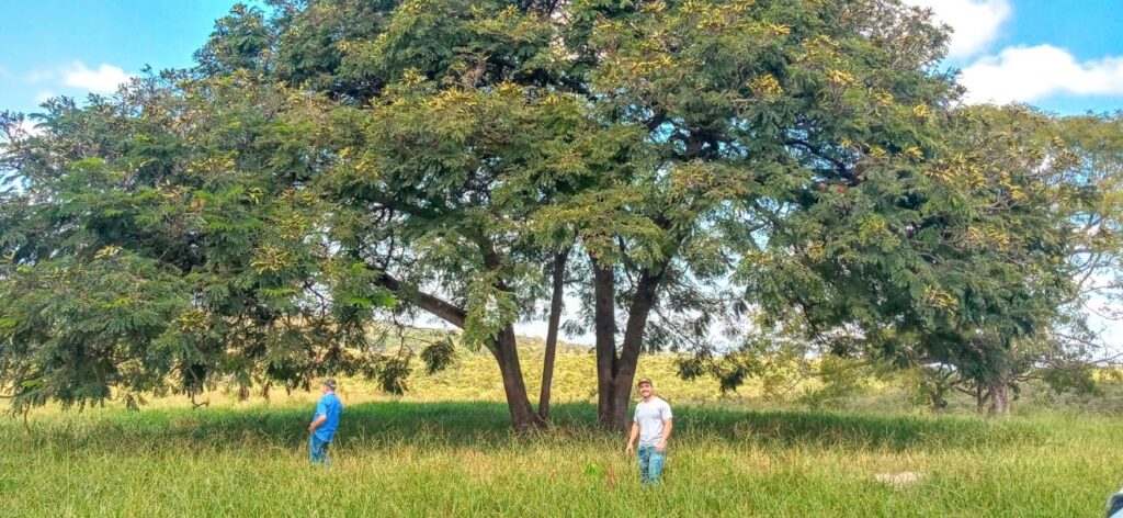 Faveiros-de-wilson em área de Reserva Legal.