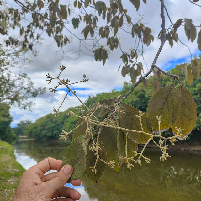 Folhas e botões florais do louro-pardo.