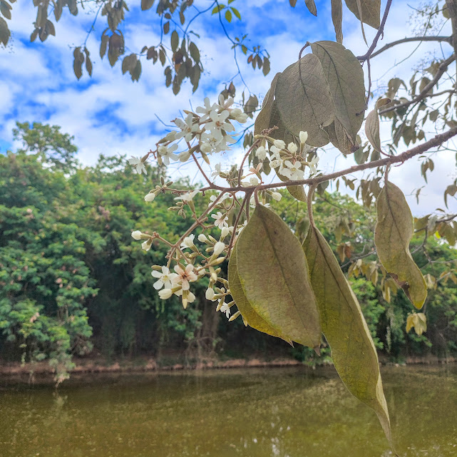 Folhas e flores do louro-pardo.